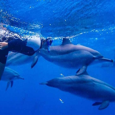 dolphin house - sha'ab samadai reef